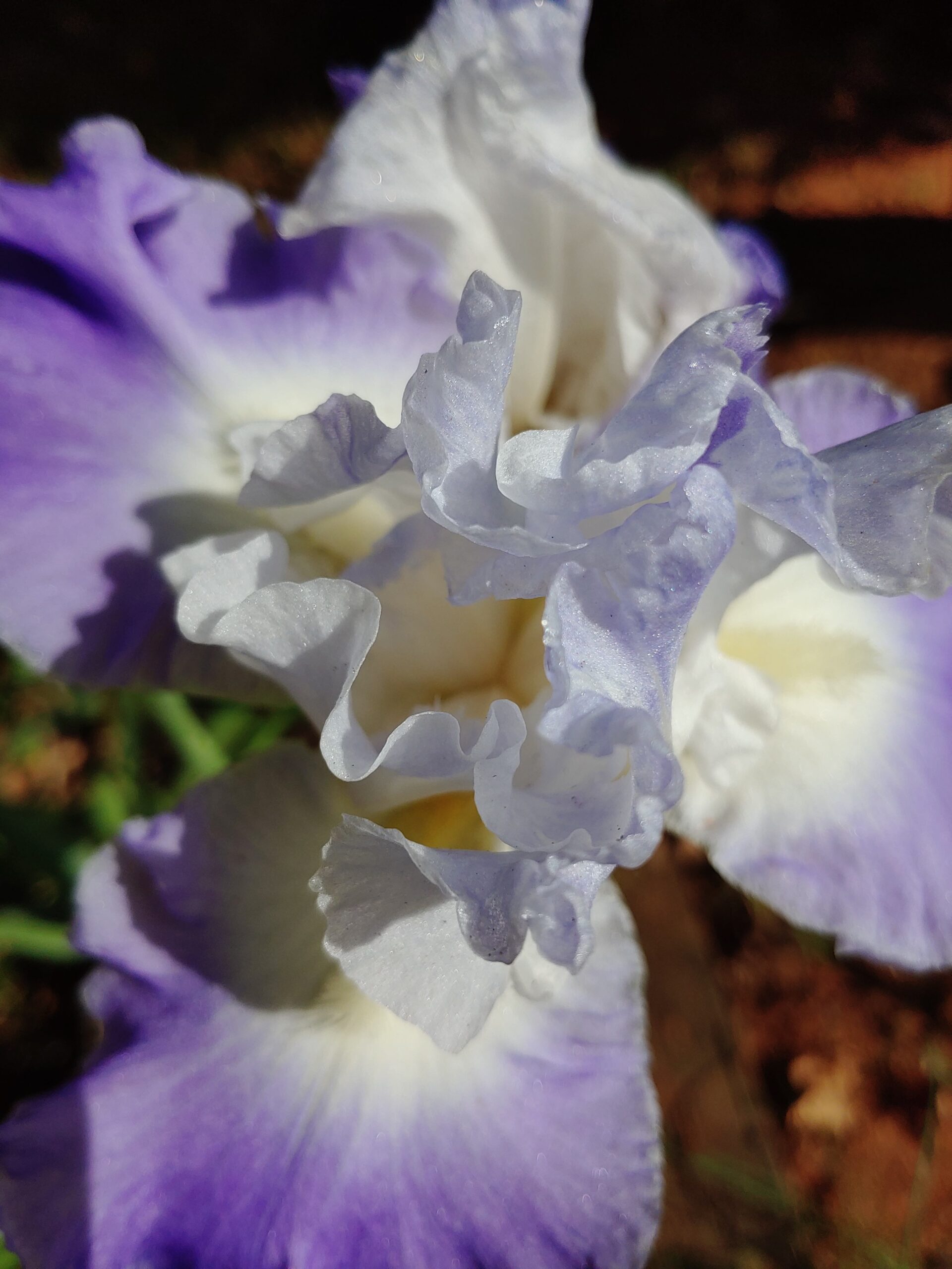 Close-up image of a purple and white iris.